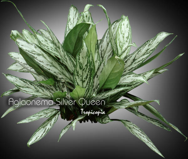 Aglaonema - Aglaonema 'Silver Queen' - Chinese Evergreen